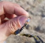 加男子湖中钓到“怪鱼”系从小被塑料环箍住 - 西安网