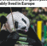 大熊猫起源于欧洲？专家：仅凭一两处化石难定 - 西安网
