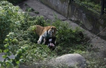 俄动物园老虎攻击女饲养员 游客解救吓退老虎 - 西安网