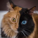 猫界传奇！罕见猫咪左右脸颜色完全不同 - 西安网