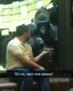 美国一猩猩挥手示意男子在手机上换“选美”照片 - 西安网