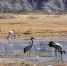【领航新征程】黑颈鹤在“西藏粮仓”食宿无忧 - 西安网