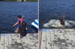 美宠物狗跳进湖中 在主人头上成功“着陆” - 西安网