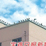 近百只鸟儿在宝鸡一栋家属楼顶边缘站成一排 沐浴冬日暖阳 - 古汉台