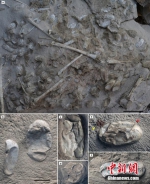 新疆发现数百枚3D翼龙蛋与胚胎化石 - 西安网