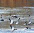 野生水鸟在西安市北郊渭河栖息过冬 - 人民政府