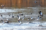野生水鸟在西安市北郊渭河栖息过冬 - 人民政府