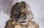 科学家发现冰河时期穴狮尸体 距今5万年保存完好 - 西安网