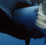BBC纪录片拍到抹香鲸吞食塑料桶 号召人们保护环境 - 西安网