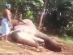 愤怒！印度大象被残暴殴打至后腿折断 - 西安网
