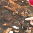 百年棺材现3斤重"血灵芝" 专家:木腐菌食用要谨慎 - 西安网