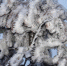 重庆酉阳高海拨地区现冰凌景观 树木穿上“冰衣” - 西安网