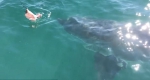 惊魂！美垂钓者海上钓鱼被4.6米长大白鲨环绕 - 西安网
