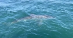 惊魂！美垂钓者海上钓鱼被4.6米长大白鲨环绕 - 西安网