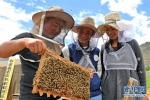 西藏发展高原养蜂 推动蜂农 “甜蜜事业” - 西安网