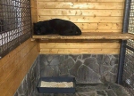 可怕！俄私人动物园黑豹“越狱”咬死一名游客 - 西安网