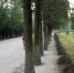 路边树木安唿吸道 路旁树木的树根位置露有白色的塑料管 - 西安网
