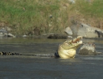印尼河中一鳄鱼戴轮胎“项圈”长达两年 - 西安网