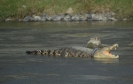 印尼河中一鳄鱼戴轮胎“项圈”长达两年 - 西安网
