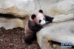 大熊猫宝宝“圆梦”正式与法国公众见面 - 西安网