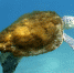 可爱！澳海龟背部长海藻 毛茸茸似披大衣 - 西安网