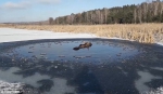 驼鹿被困冰湖中冻僵遇险 两警察数小时破冰救助 - 西安网