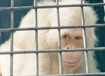 罕见！全球唯一一只白化猩猩将搬人造岛免猎杀 - 西安网
