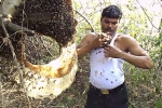 惊！印养蜂人徒手将数千只蜜蜂塞进背心 - 西安网