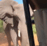 博茨瓦纳野象暴怒猛烈撞击游览车致象牙折断 - 西安网