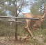 南非长颈鹿重获自由后兴奋过度栽倒在地 - 西安网