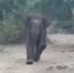 印度大象拒绝管理员接近幼崽尸体将其赶跑 - 西安网