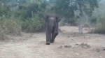 印度大象拒绝管理员接近幼崽尸体将其赶跑 - 西安网