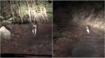 日本迷路司机深夜森林中被神秘猫咪安全引回家 - 西安网