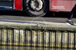 英国一翠鸟进城觅食淡定立水边无视身后过往车辆 - 西安网