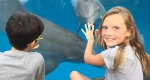 神奇！美国一女孩成功用梳子与海豚交流 - 西安网