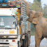 馋嘴！泰国大象拦路“抢劫”甘蔗造成堵车 - 西安网