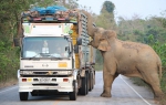 馋嘴！泰国大象拦路“抢劫”甘蔗造成堵车 - 西安网