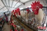 日本鸡场鸡粪发电 卖鸡又卖电 - 西安网