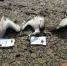 商洛市民在二龙山水库岸边发现3只死亡灰鹤 系食用有毒麦粒后死亡 - 古汉台