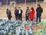 太白县开展农资市场检查 确保农业生产用种安全 - 古汉台