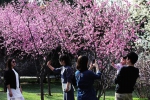 西安市长安区大府井村附近280亩桃花盛开 慕名前来的市民游客越来越多 - 古汉台