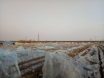 渭南大风已造成农作物受灾面积892.93公顷 造成直接经济损失1499.3万元 - 古汉台