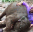 泰国一调皮小象撒娇打滚与女游客亲密接触 - 西安网