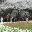 （春季美丽生态）（1）西子湖畔 鲜花烂漫 - 西安网