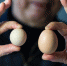 大伯买到圆形鸡蛋 出现概率仅十亿分之一 - 西安网