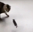 老鼠转守为攻吓跑猫咪 犹如动画片场面 - 西安网