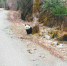 四川野生大熊猫扭屁股过马路 游客争相拍照感叹幸运 - 西安网