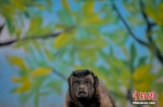 天津动物园“国字脸”黑帽悬猴走红 - 西安网