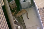美洲狮闯进居民后院 用爪敲打窗户企图进入屋内 - 西安网