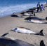 阿根廷海滩惊现61只搁浅海豚 49只死亡 - 西安网